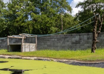 Belgisch dierenpark klaar met nieuwe apenverblijven, maar chimpansees blijven nog even binnen
