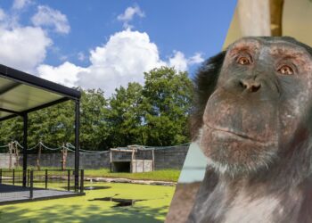 Belgisch dierenpark klaar met nieuwe apenverblijven, maar chimpansees blijven nog even binnen