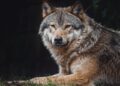 Wolven verhuizen uit Dierenpark Amersfoort