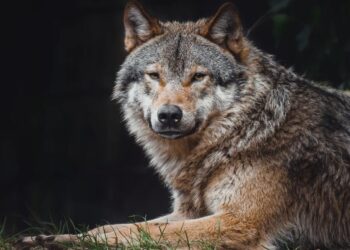 Wolven verhuizen uit Dierenpark Amersfoort
