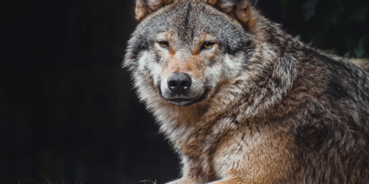Europese wolf in Dierenpark Amersfoort.