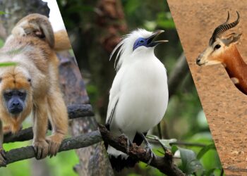 Deze 8 nieuwe diersoorten zijn vanaf 2024 in GaiaZoo Kerkrade te zien