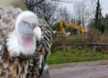 Foto’s: Vogelpark Avifauna gestart met voorbereidingen bouw gigantische volière