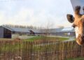 Foto’s: Brabants dierenpark opent entreegebouw met plek voor giraffes