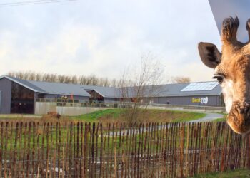 Foto’s: Brabants dierenpark opent entreegebouw met plek voor giraffes