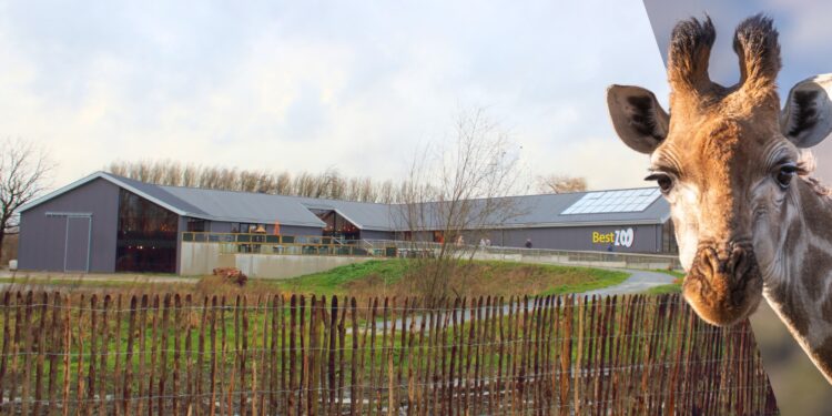 Het nieuwe entreegebouw biedt de mogelijkheid om in de toekomst giraffes te houden.