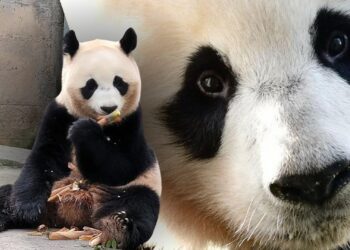 Reuzenpanda Fan Xing in China