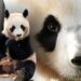 Reuzenpanda Fan Xing in China