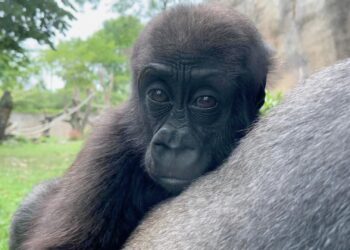 Het Echte Leven in de Dierentuin keert terug op TV: opgenomen in Blijdorp en Ouwehands