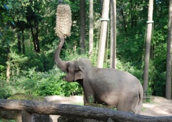 Burgers’ Zoo heeft plannen voor vernieuwingen bij olifantenverblijf