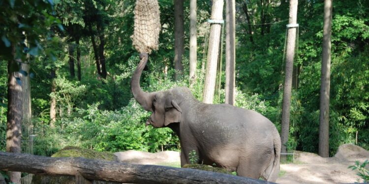 Olifant in Burgers' Zoo / Beeld: Burgers' Zoo