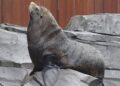 Wildlands stopt met zeeberen: laatste dieren vertrekken