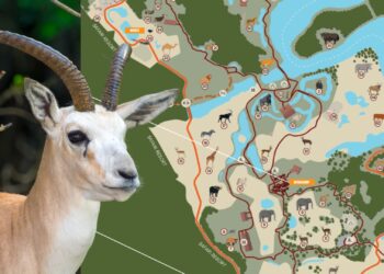 Verhuizingen op savannes Beekse Bergen: dit gaat er veranderen