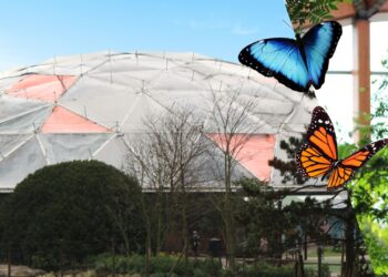 Dieren vertrekken uit vlinderkoepel Blijdorp: toekomst Amazonica blijft onzeker