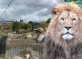 Schade in Brabants dierenpark: boom valt om in pelikanenverblijf