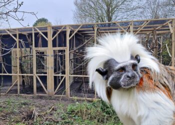 Dierenpark Faunapark Flakkee verwelkomt bedreigde apensoort