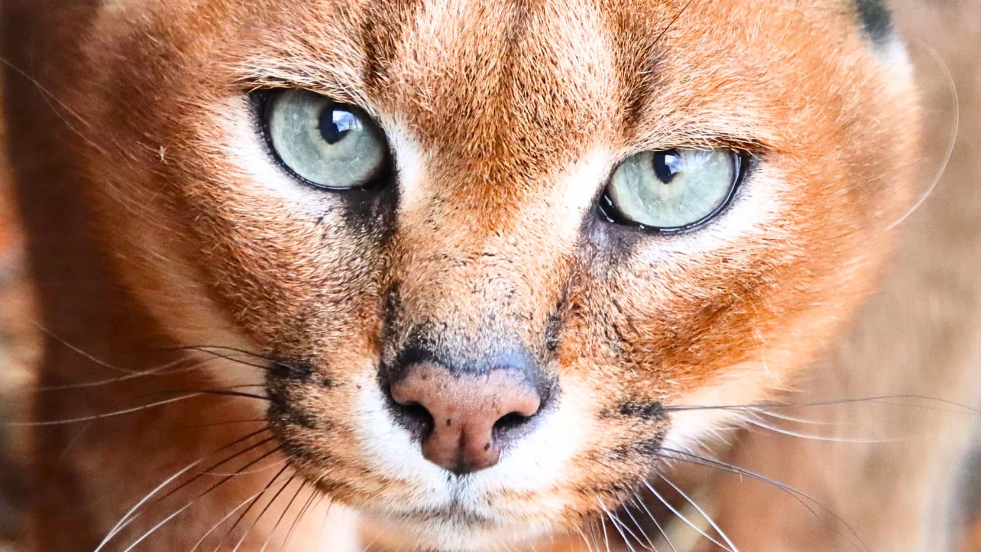 Noord-Hollands dierenpark verwelkomt Afrikaanse katachtige: nieuw verblijf in aanbouw