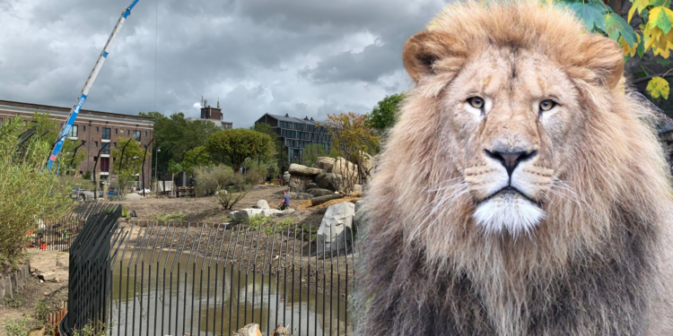 Het leeuwenverblijf was de grootste vernieuwing in Artis het afgelopen jaar. Beeld: Archief ZooFlits / ARTIS