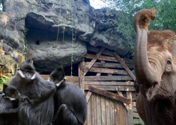 Nieuwjaarspresentatie Blijdorp: Minder dieren, nieuwe indeling en bouwplannen
