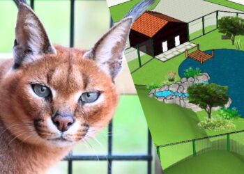 Noord-Hollands dierenpark verwelkomt Afrikaanse katachtige: nieuw verblijf in aanbouw