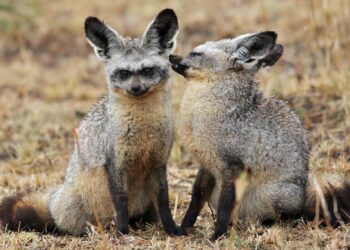 Beekse Bergen werkt aan verblijf voor nieuw roofdier: grootoorvossen
