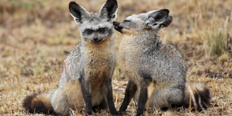 Beekse Bergen verwelkomt dit voorjaar grootoorvossen