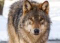 Europese wolven verhuisd uit Dierenpark Amersfoort