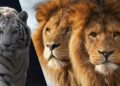 Wateroverlast in Zooparc Overloon: Tijgers en leeuwen niet te zien