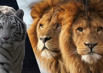 Wateroverlast in Zooparc Overloon: Tijgers en leeuwen niet te zien