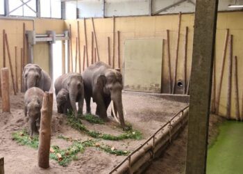 Dierenrijk past olifantenstal aan en neemt afscheid van fokman