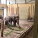 Dierenrijk past olifantenstal aan en neemt afscheid van fokman