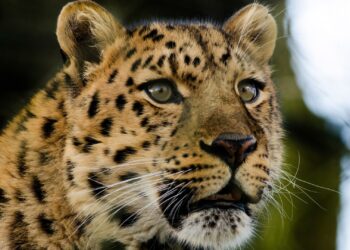 Ouwehands Dierenpark stelt komst zeldzame amoerpanters uit