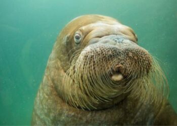 Belgische dierentuin Pairi Daiza zoekt 600 nieuwe werknemers