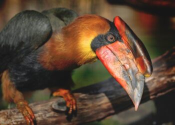 Rechtszaak: Ministerie wil neushoornvogels Ouwehands Dierenpark in beslag nemen