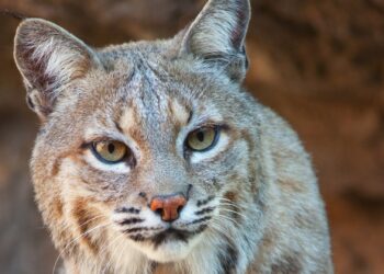 Bijzondere diersoort verdwenen uit Burgers’ Zoo