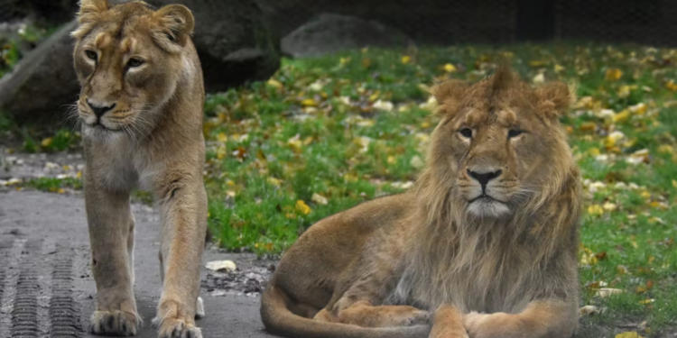 Aziatische leeuwen Reena en Wishu