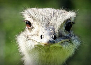 Zoveel bezoekers trok de kleinste dierentuin van Nederland in 2023