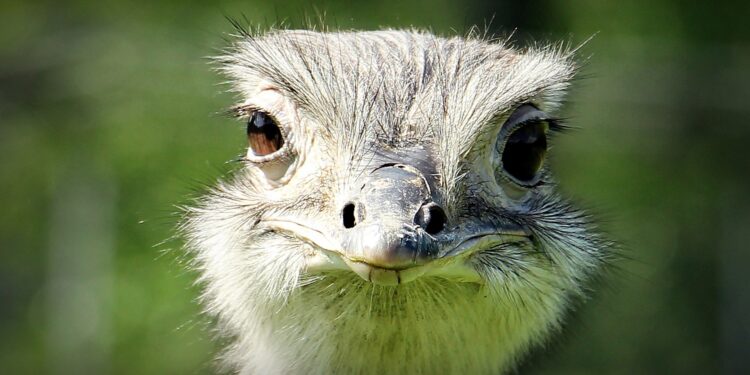 Artisklas verwelkomde twee nieuwe nandoes in 2023 / Beeld ter illustratie