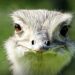 Zoveel bezoekers trok de kleinste dierentuin van Nederland in 2023