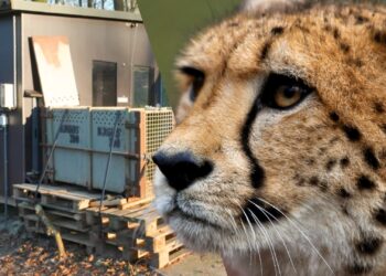 Video: Burgers’ Zoo en Beekse Bergen ruilen cheeta’s