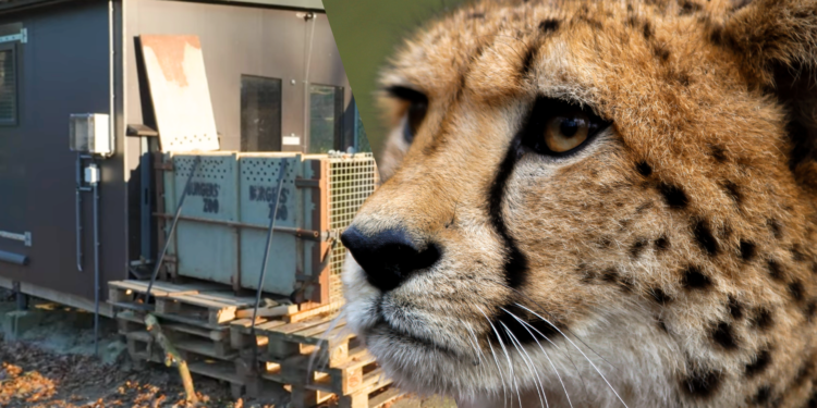 Verhuiskist bij het cheetaverblijf in Burgers' Zoo. / Beeld: Theo Kruse, Burgers' Zoo