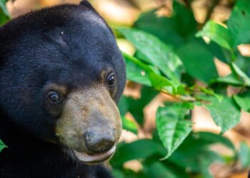 Jonge Maleise beren vertrekken uit Burgers’ Zoo