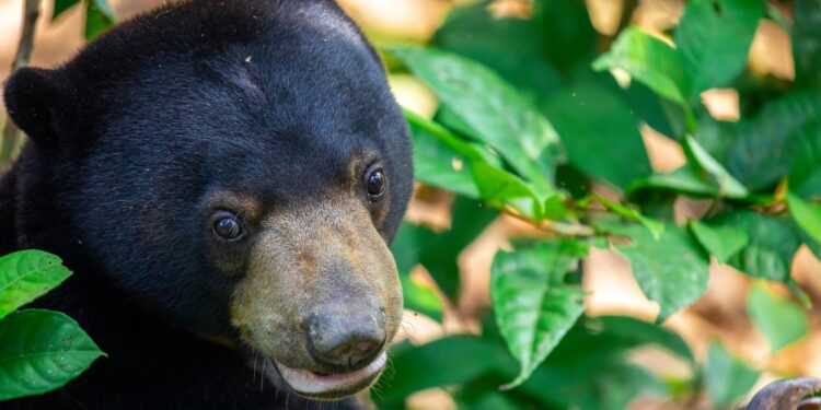 Maleise beer / Beeld: ter illustratie