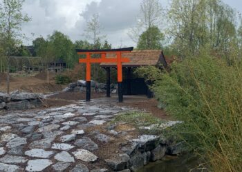Deze 4 diersoorten zijn te zien in het nieuwe Japanse gebied van Pairi Daiza