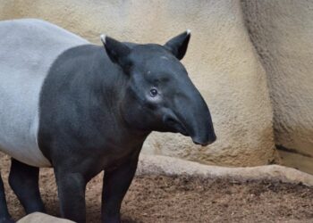 Diergaarde Blijdorp geeft verblijf Maleise tapirs een opknapbeurt
