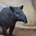 Diergaarde Blijdorp geeft verblijf Maleise tapirs een opknapbeurt