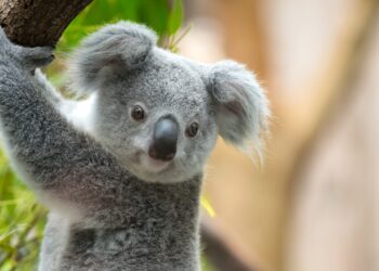 Ouwehands Dierenpark deelt eerste beelden van interieur koalahuis