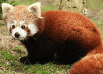 Friese dierentuin gaat nieuw pandaverblijf bouwen