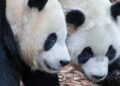 Belgische dierentuin Pairi Daiza neemt afscheid van meerdere reuzenpanda’s