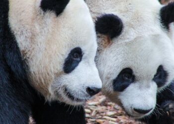 Belgische dierentuin Pairi Daiza neemt afscheid van meerdere reuzenpanda’s
